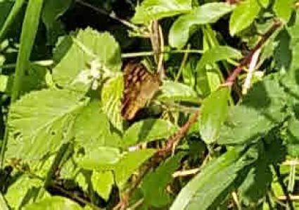 Speckled Wood Butterfly